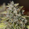 VIEJO TOBY · Eva Seeds · semillas de marihuana · Fem
