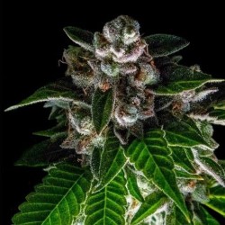 BAKERS DELIGHT · DNA Genetics · semillas de marihuana · Fem