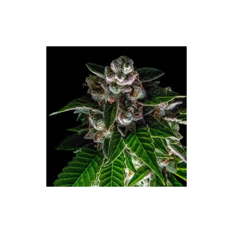 BAKERS DELIGHT · DNA Genetics · semi di canapa indiana · Fem