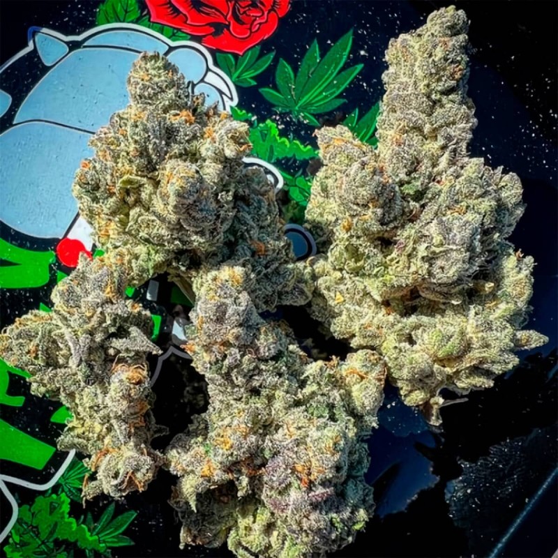 BAKERS DELIGHT · DNA Genetics · cannabis seeds · Fem