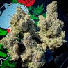 BAKERS DELIGHT · DNA Genetics · cannabis seeds · Fem