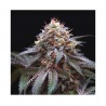 DOUBLE STUFFED SORBET · DNA Genetics · semi di canapa indiana · Fem