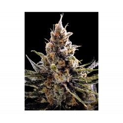 24K GOLD · DNA Genetics · semillas de marihuana · Fem