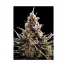 24K GOLD · DNA Genetics · semi di canapa · Fem