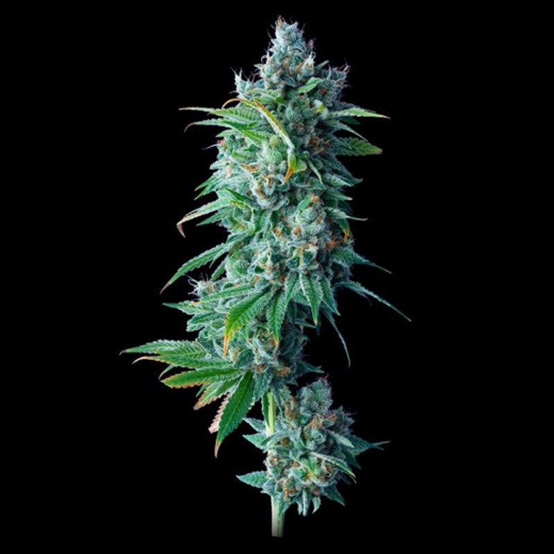 24K GOLD · DNA Genetics · semi di canapa · Fem