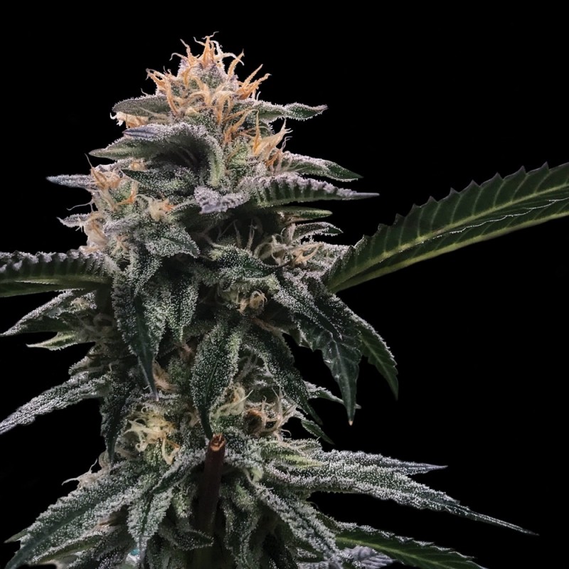 BANANA SORBET · DNA Genetics · semillas de marihuana · Fem