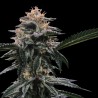 BANANA SORBET · DNA Genetics · semillas de marihuana · Fem