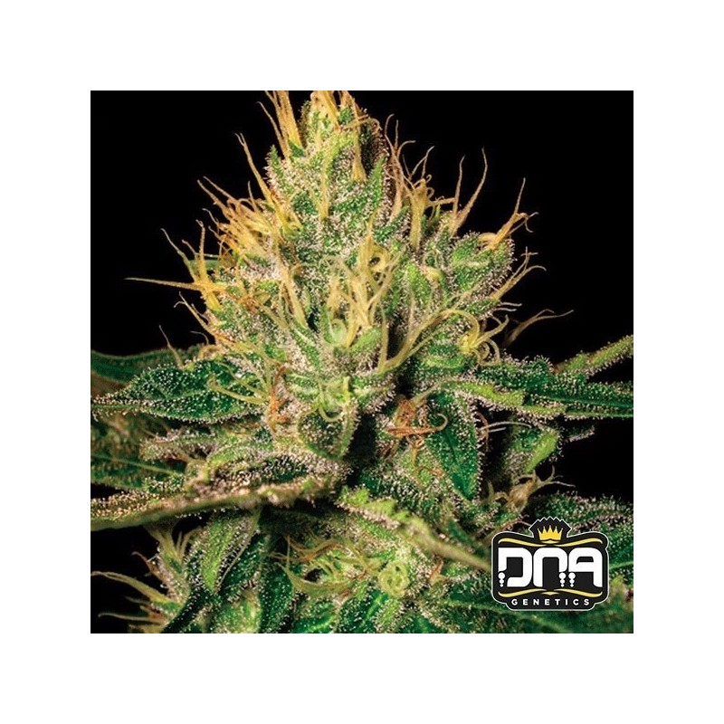 CANNALOPE HAZE · DNA Genetics · semi di canapa indiana · Fem