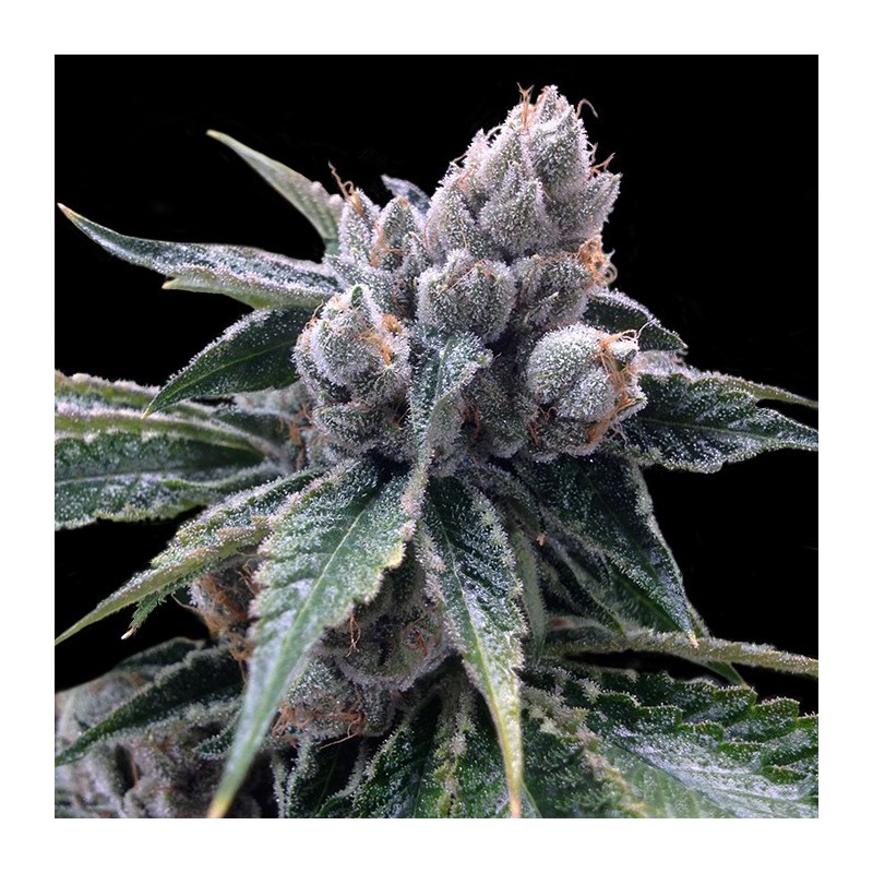 WHITE WALKER KUSH · DNA Genetics · semi di canapa indiana · Fem