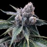 WHITE WALKER KUSH · DNA Genetics · semillas de marihuana · Fem