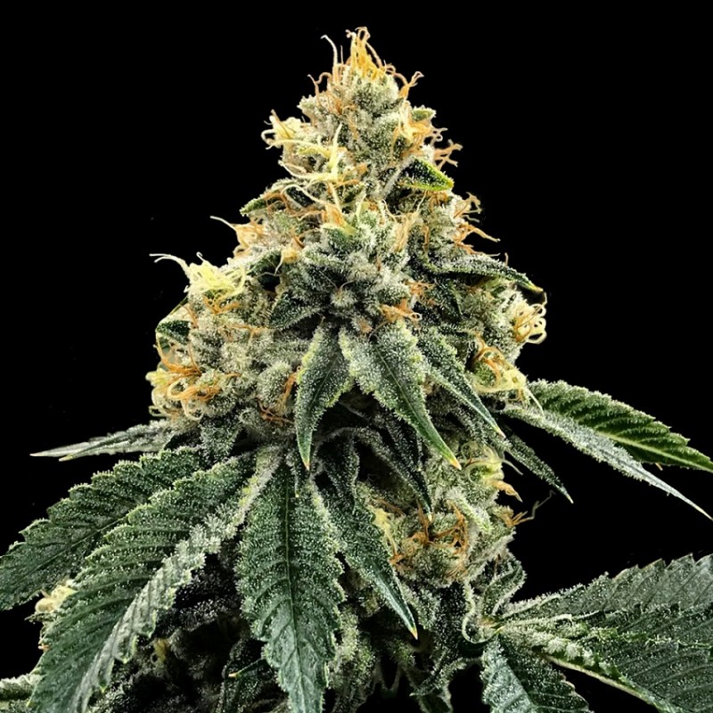 KOSHER DAWG · DNA Genetics · semi di canapa indiana · Fem