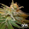 KUSHBERRY · DNA Genetics · semi di canapa indiana · Fem