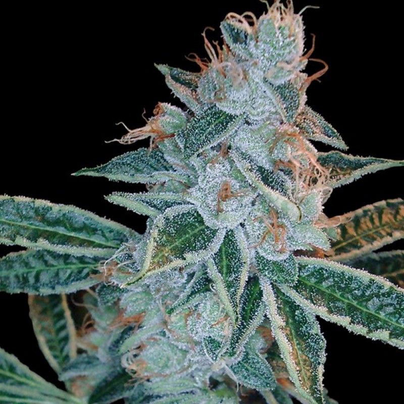LEMON OG KUSH · DNA Genetics · semillas de marihuana · Fem
