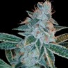 LEMON OG KUSH · DNA Genetics · semi di canapa indiana · Fem