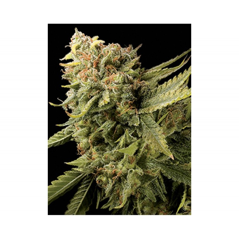 LEMON SKUNK · DNA Genetics · semillas de marihuana · Fem