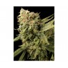 LEMON SKUNK · DNA Genetics · semi di canapa indiana · Fem