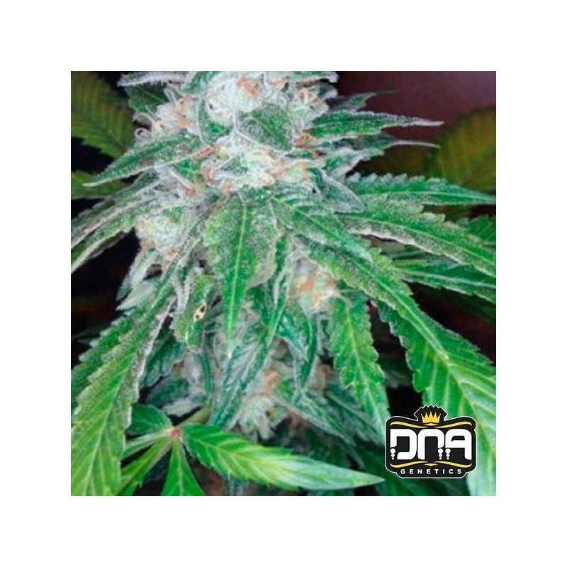 THE OG 18  RESERVA PRIVADA  · DNA Genetics · cannabis seeds · Fem
