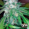 THE OG 18  RESERVA PRIVADA  · DNA Genetics · semi di canapa indiana · Fem