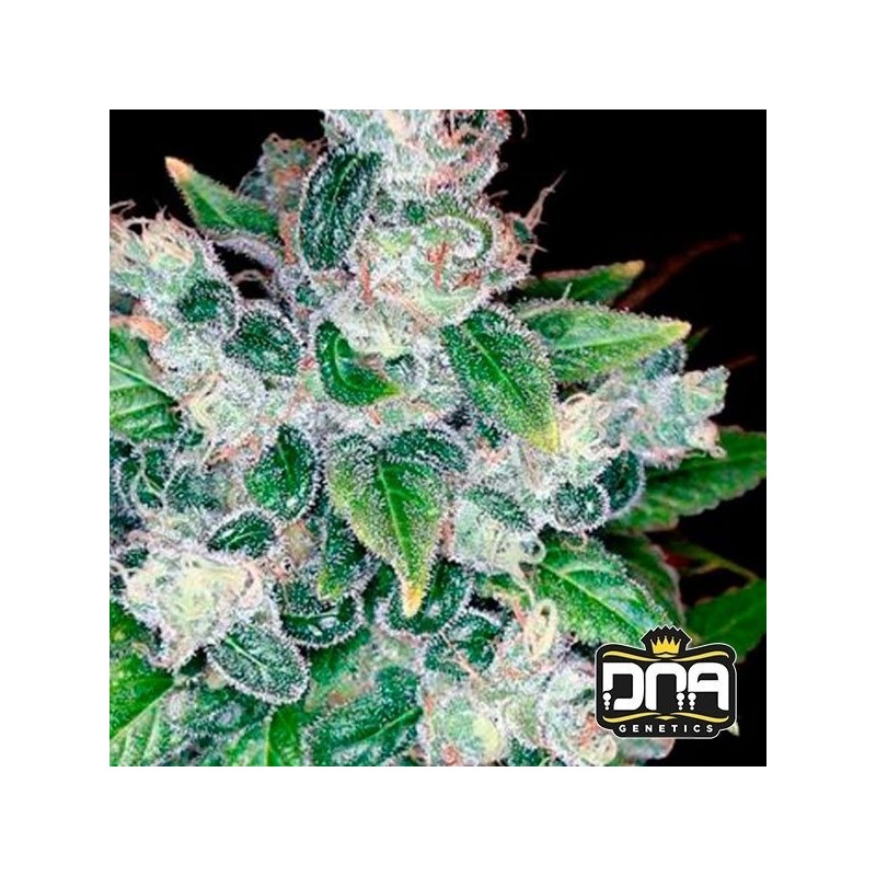 KANDY KUSH · DNA Genetics · semi di canapa indiana · Fem