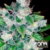 KANDY KUSH · DNA Genetics · semi di canapa indiana · Fem