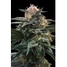BLOOD ORANGE SORBET · DNA Genetics · semi di canapa indiana · Fem