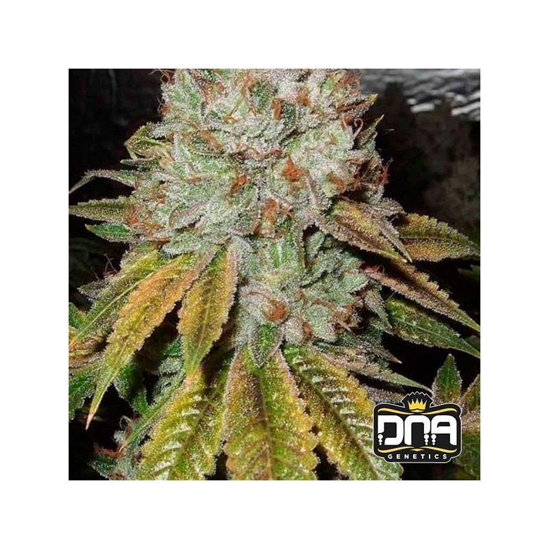 OG KUSH · DNA Genetics · semillas de marihuana · Fem