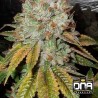 OG KUSH · DNA Genetics · semi di canapa indiana · Fem