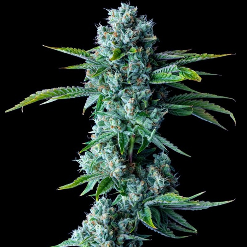 SKYWALKER KUSH · DNA Genetics · cannabis seeds · Fem