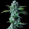 SKYWALKER KUSH · DNA Genetics · semi di canapa indiana · Fem