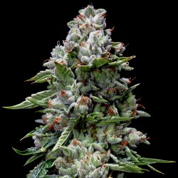 KOSHER KUSH · DNA Genetics · semillas de marihuana · Fem