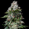 KOSHER KUSH · DNA Genetics · semi di canapa indiana · Fem