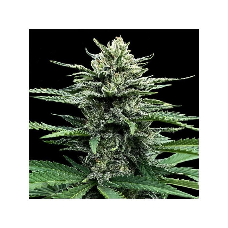AUTO STRAWBERRY BANANA · DNA Genetics · semi di canapa indiana · Auto Fem