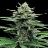 AUTO STRAWBERRY BANANA · DNA Genetics · semillas de marihuana · Auto Fem