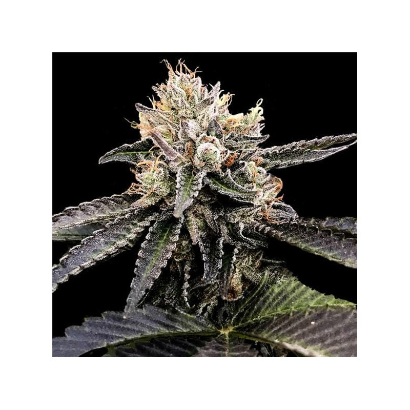 CATARACT CAKE · DNA Genetics · semillas de marihuana · Fem