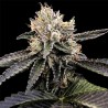 CATARACT CAKE · DNA Genetics · semi di canapa indiana · Fem