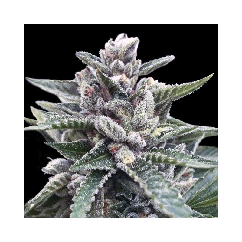 KOSHER SORBET · DNA Genetics · cannabis seeds · Fem