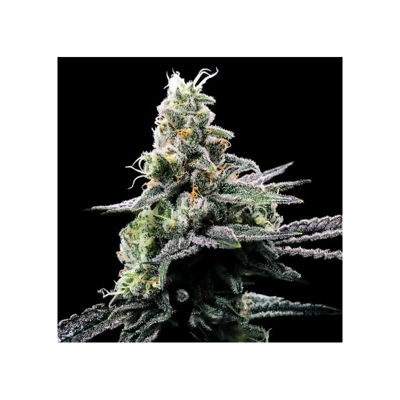 PURPLE KOSHER · DNA Genetics · semi di canapa indiana · Fem