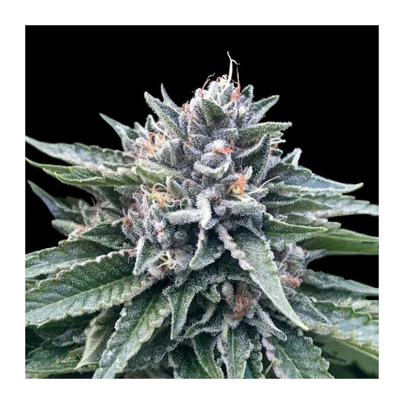 SORBET 4 · DNA Genetics · semi di canapa indiana · Fem