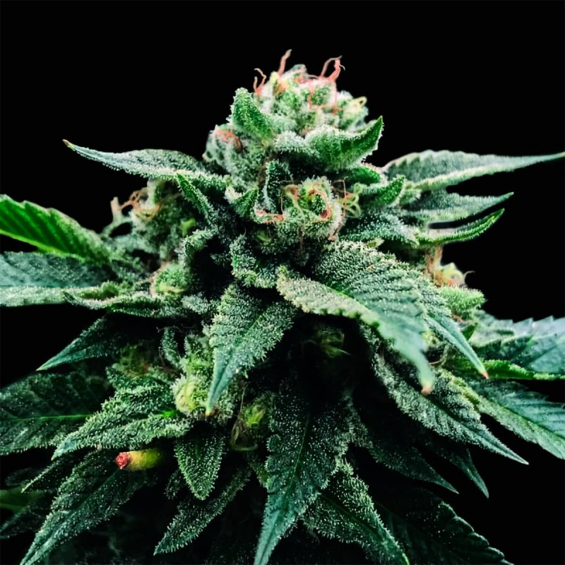 SORBET STASH · DNA Genetics · semillas de marihuana · Fem