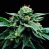 SORBET STASH · DNA Genetics · semi di canapa indiana · Fem