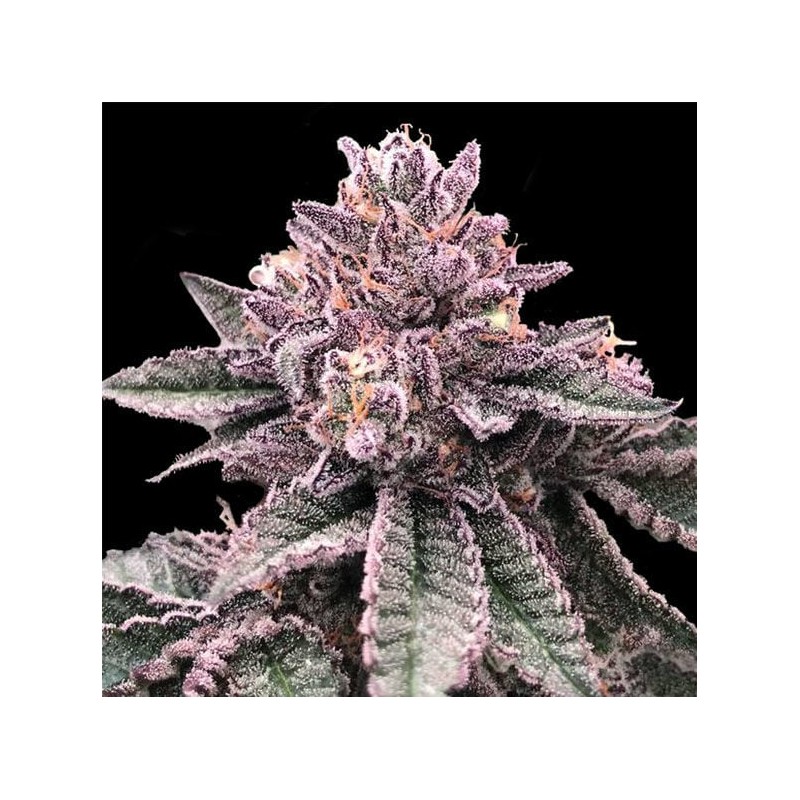 DNA CAKE · DNA Genetics · semillas de marihuana · Fem