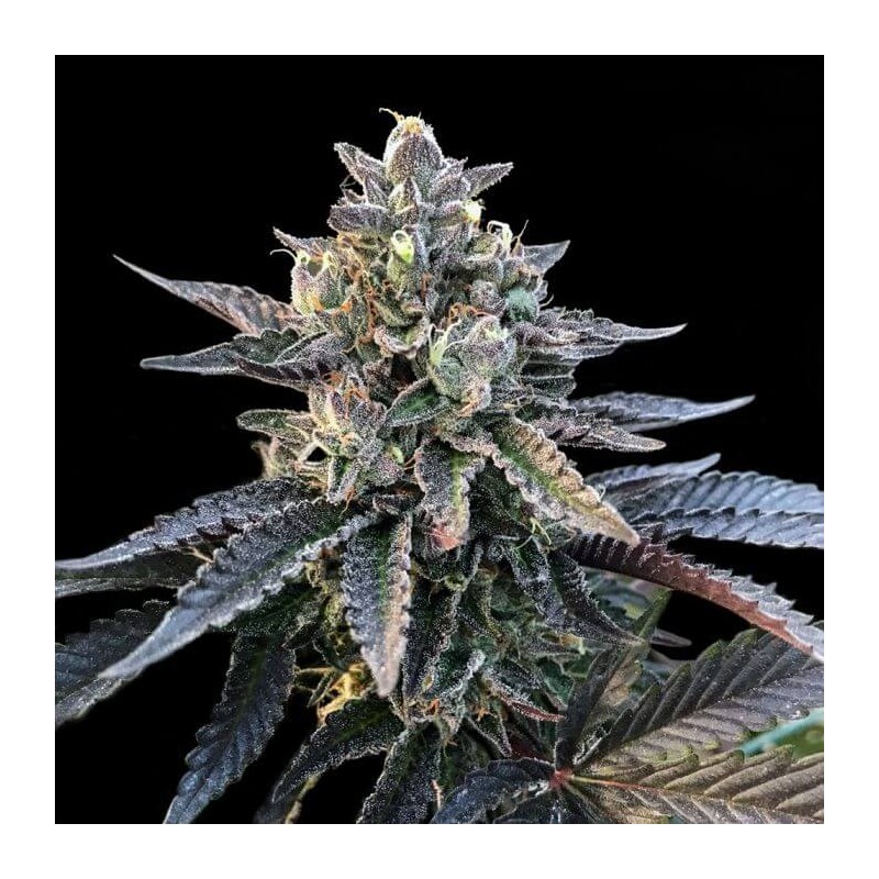 GELATO SORBET · DNA Genetics · semillas de marihuana · Fem