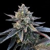 GELATO SORBET · DNA Genetics · semi di canapa indiana · Fem