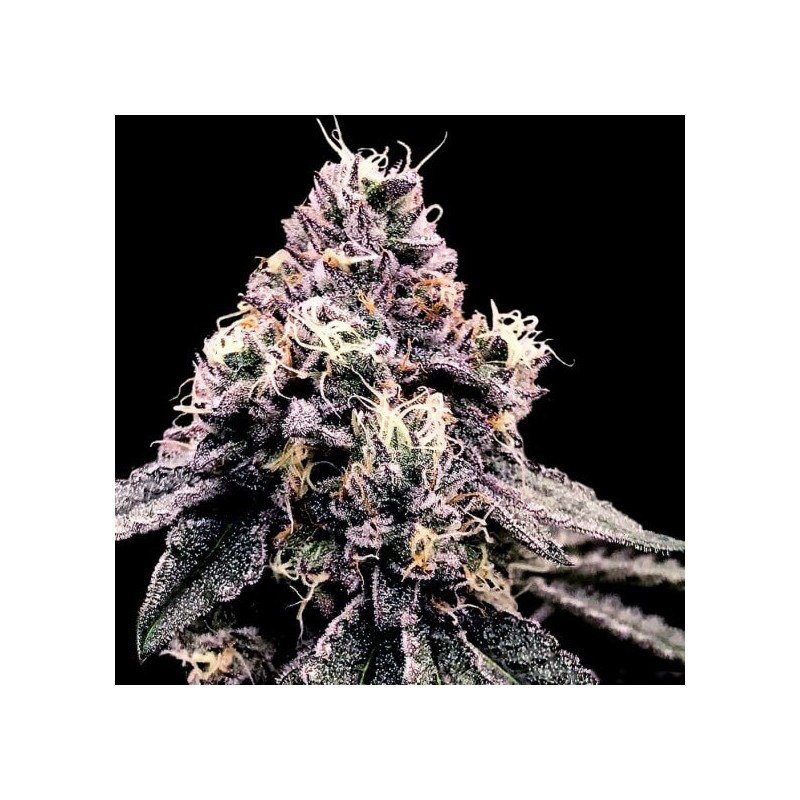 KOSHER PIE · DNA Genetics · semillas de marihuana · Fem