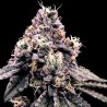 KOSHER PIE · DNA Genetics · semillas de marihuana · Fem