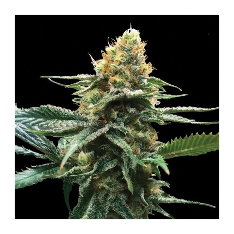 SOUR SORBET · DNA Genetics · cannabis seeds · Fem