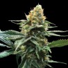 SOUR SORBET · DNA Genetics · semi di canapa indiana · Fem