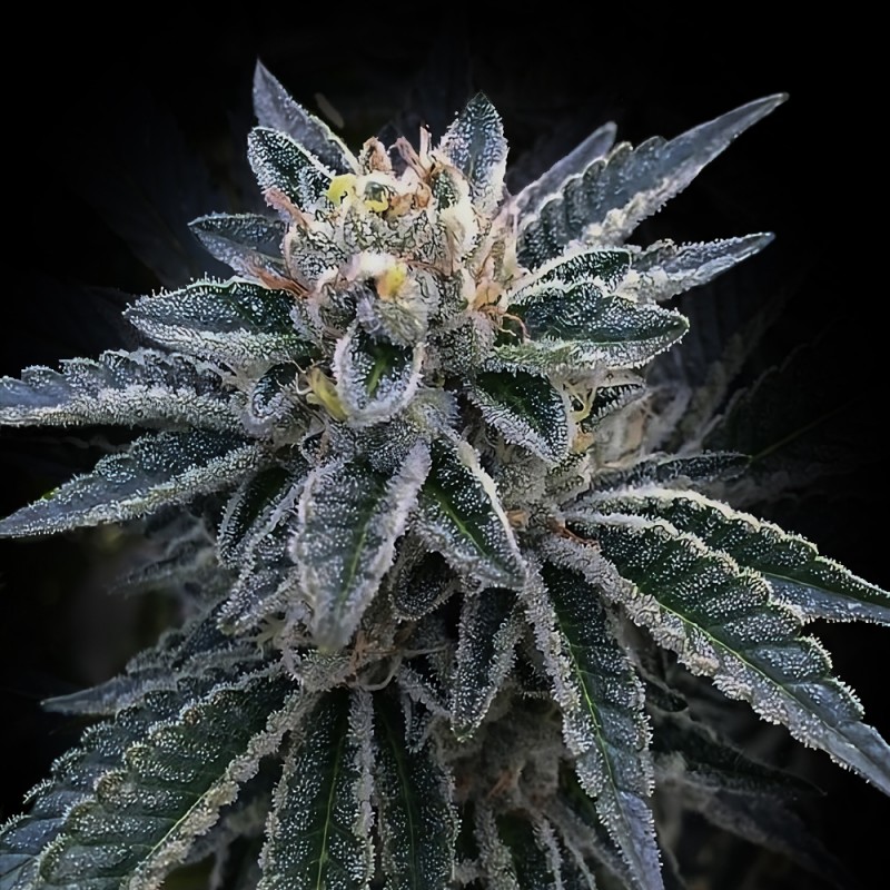 3PEAT · DNA Genetics · semillas de marihuana · Fem