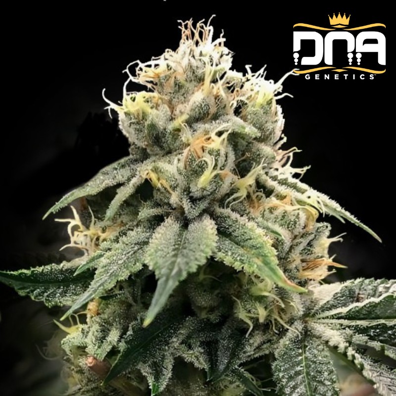 CHOCOLATE TRUFFLE SHUFFLE - C.T.S. · DNA Genetics · semillas de marihuana · Fem