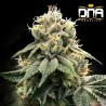 CHOCOLATE TRUFFLE SHUFFLE - C.T.S. · DNA Genetics · semi di canapa indiana · Fem